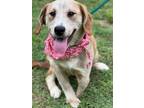 Adopt Dalka a Labrador Retriever / Mixed dog in Darlington, SC (41408314)