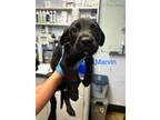Adopt Marvin a Labrador Retriever / Mixed dog in Darlington, SC (41418078)