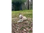 Adopt Rose “Rosey” a White - with Tan, Yellow or Fawn Mutt / Mixed dog in