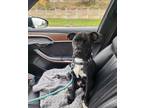 Adopt Dash a Black - with White Mutt / Mixed dog in Cleveland, OH (41424768)