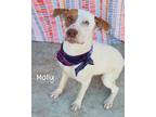 Adopt Molly a Pointer / Mixed dog in Gautier, MS (40762251)