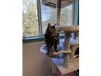 Adopt Butter a Domestic Shorthair / Mixed cat in Prince Rupert, BC (41383094)
