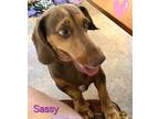 Adopt Sassy a Brown/Chocolate - with Tan Basset Hound / Dachshund / Mixed dog in