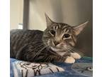 Adopt Toroose a Gray or Blue Domestic Shorthair (short coat) cat in Granbury