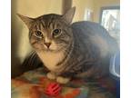 Adopt Houdini a Gray or Blue Domestic Shorthair (short coat) cat in Granbury