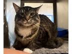 Adopt Django a Brown or Chocolate Domestic Mediumhair (medium coat) cat in