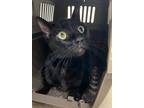 Adopt Tracy Adkins a All Black Domestic Shorthair (short coat) cat in Granbury
