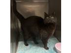 Adopt Maisy a All Black Domestic Shorthair (short coat) cat in Granbury