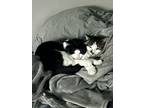 Adopt Apollo and asa a Black & White or Tuxedo Domestic Shorthair / Mixed (short