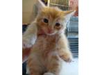 Adopt Cheese-it a Orange or Red Domestic Shorthair / Domestic Shorthair / Mixed