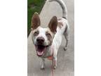 Adopt Browser a White Mixed Breed (Medium) / Mixed dog in Chamblee