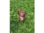 Adopt Phoebe a Brown/Chocolate Labrador Retriever / Mixed dog in Hudson