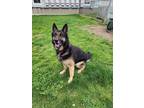 Adopt Nekko a Black German Shepherd Dog / Mixed dog in Hudson, NY (41381545)