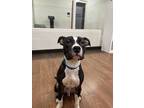 Adopt Cash a Brindle American Pit Bull Terrier / Mixed dog in Baton Rouge