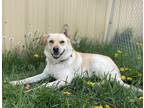 Adopt Sunny a Husky / Mixed dog in Salmon Arm, BC (41358038)