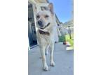Adopt Sunny a Husky / Mixed dog in Salmon Arm, BC (41358038)