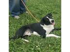 Adopt Jilly a Black - with White Border Collie / Mixed dog in Cincinnati