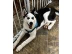 Adopt Orson a Black - with White Husky / Mixed dog in Fort Mitchell