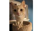 Adopt Kona (Owner Assist) a Orange or Red (Mostly) Domestic Shorthair cat in