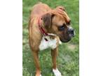 Adopt Dapper Dan a Boxer dog in Harrah, OK (41424595)