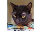 Adopt Belladonna a All Black Domestic Shorthair / Domestic Shorthair / Mixed cat