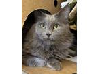 Adopt Rolf a Gray or Blue Domestic Mediumhair / Mixed Breed (Medium) / Mixed