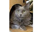 Adopt Rolf a Gray or Blue Domestic Mediumhair / Domestic Shorthair / Mixed cat