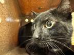 Adopt 300 Clary a All Black Domestic Shorthair / Domestic Shorthair / Mixed cat