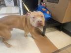 Adopt Tanner a Tan/Yellow/Fawn American Pit Bull Terrier / Mixed Breed (Medium)