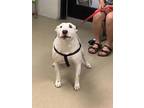 Adopt PRINCESS a White Bull Terrier / Mixed dog in Fort Worth, TX (41424649)