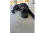 Adopt Bruce a Black Cane Corso / Mixed dog in Las Vegas, NV (41424590)