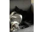 Adopt Romeo and Sombra (Bonded Pair) a White (Mostly) American Shorthair / Mixed