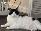 Adopt Bandit (bonded with Houdini) a Domestic Shorthair / Mixed (short coat) cat