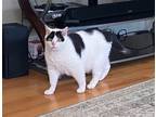 Adopt Earl a All Black Domestic Shorthair / Mixed (short coat) cat in Norwood