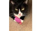 Adopt Bessie a Domestic Shorthair / Mixed (short coat) cat in Norwood