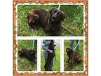 Adopt SUMMER a Brindle Australian Shepherd / Mixed dog in Buckhannon