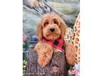 Adopt Elliot a Red/Golden/Orange/Chestnut Labradoodle / Mixed dog in Winchester