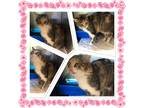 Adopt MONA a Calico or Dilute Calico Domestic Shorthair (short coat) cat in
