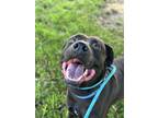 Adopt Duke a Black - with White Great Dane / Mixed dog in Stanton, MI (41424559)