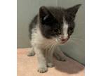 Adopt Bandit*/ Fl 10 a Domestic Shorthair / Mixed cat in Pomona, CA (41424557)