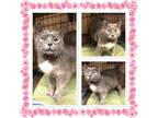 Adopt SUGAR BUNS a Tortoiseshell Domestic Shorthair (short coat) cat in