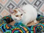 Adopt Munchkin a White (Mostly) Domestic Shorthair / Mixed (short coat) cat in