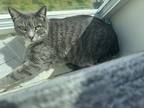 Adopt Perla a Gray or Blue Domestic Mediumhair / Mixed (medium coat) cat in