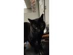 Adopt Nightmare a All Black Bombay / Mixed (medium coat) cat in Magna