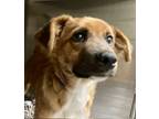 Adopt Nicky a Red/Golden/Orange/Chestnut German Shepherd Dog / Australian Cattle