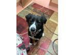 Adopt Rosie a Black Mixed Breed (Medium) / Mixed dog in Crowley Lake