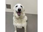 Adopt Dahlia a White Great Pyrenees / Mixed dog in Tangent, OR (41424440)