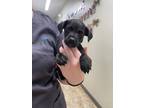 Adopt Noggin a Black Mixed Breed (Medium) / Mixed dog in Covington