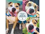 Adopt Frankie a Tan/Yellow/Fawn Mixed Breed (Large) / Mixed dog in Cincinnati