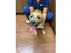 Adopt Mariele a Tan/Yellow/Fawn Mixed Breed (Medium) / Mixed dog in Baton Rouge